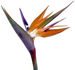 Bird of Paradise