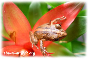 Coqui Tree Frog in Hawaii
