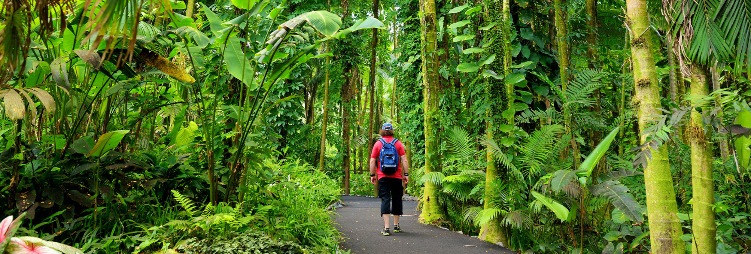 Big Island Top 25+ Hiking Trails | Best Big Island of Hawaii Hikes