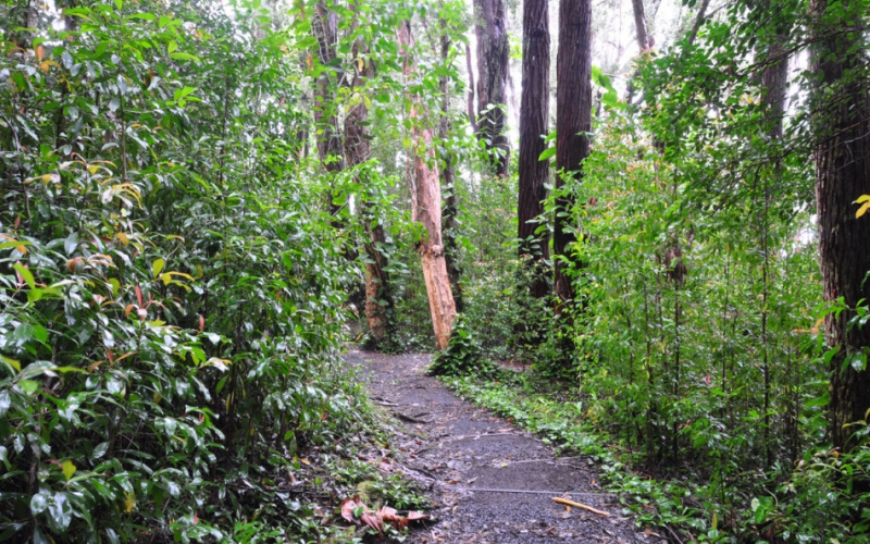 Road to Hana Stops - The Best Places to Visit Image