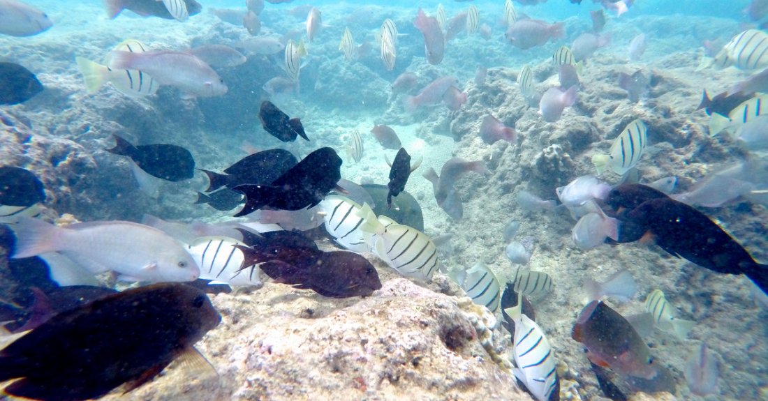 Fish on the coral reef of Hanauma Bay