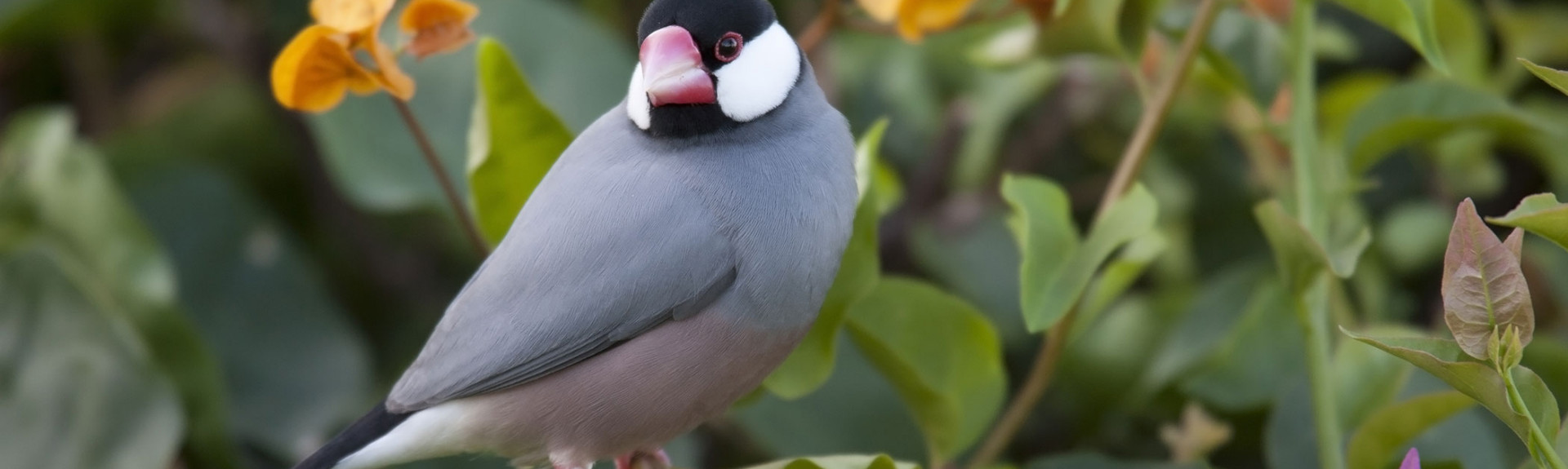 Big Island Birdwatching Tours