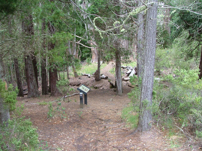 Hosmer Grove
