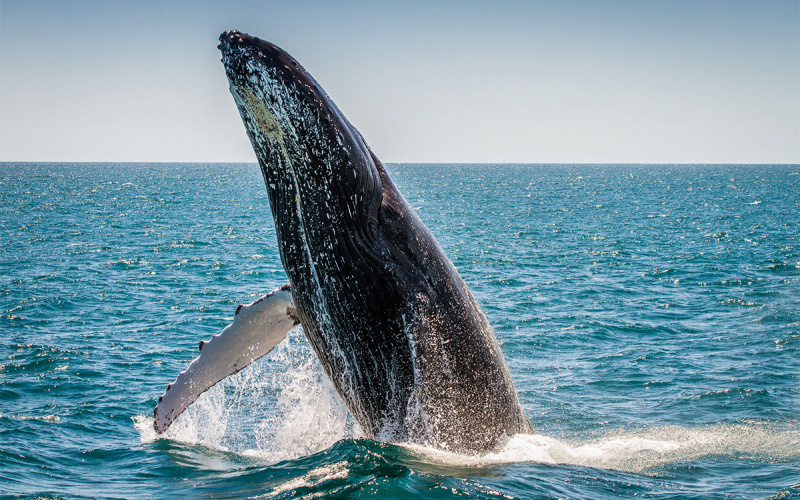 Maui Whale Watching