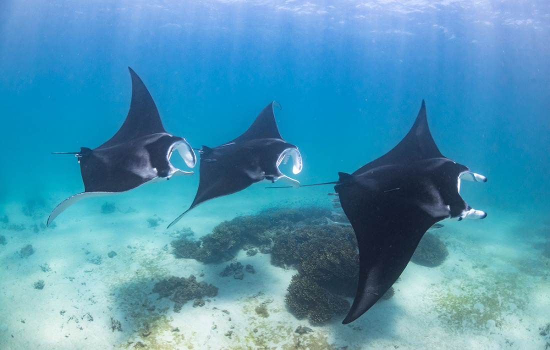 do manta rays travel in schools
