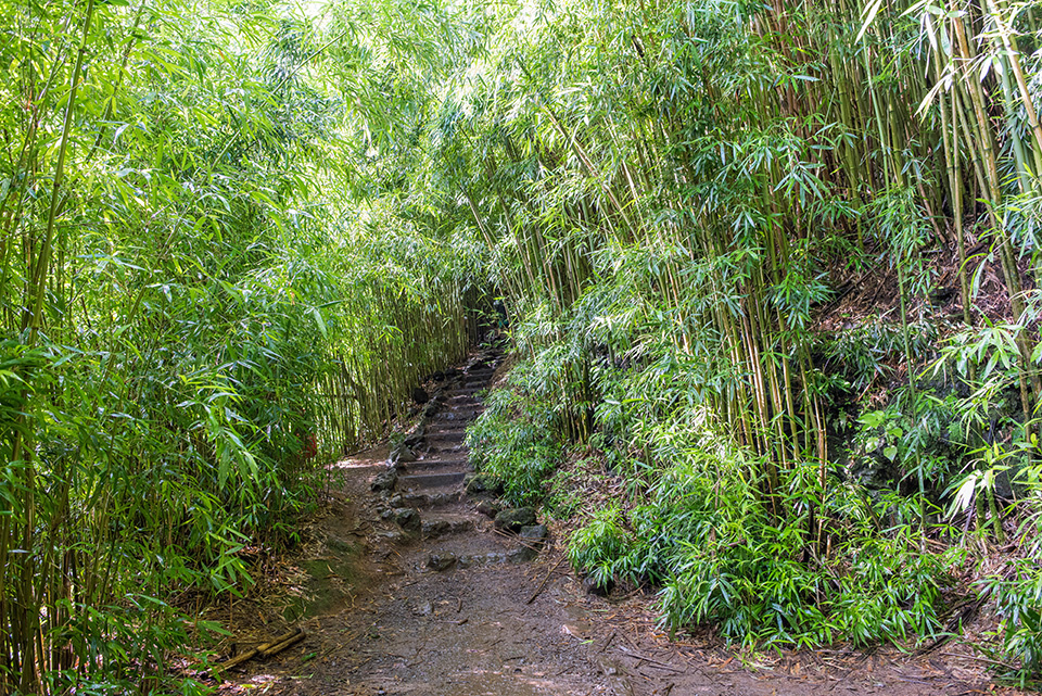 Maui In A Day Image
