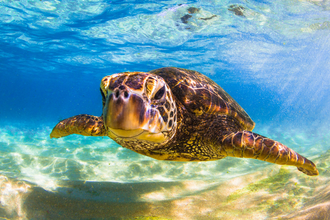 Olowalu Turtle Reef Maui Hawaii