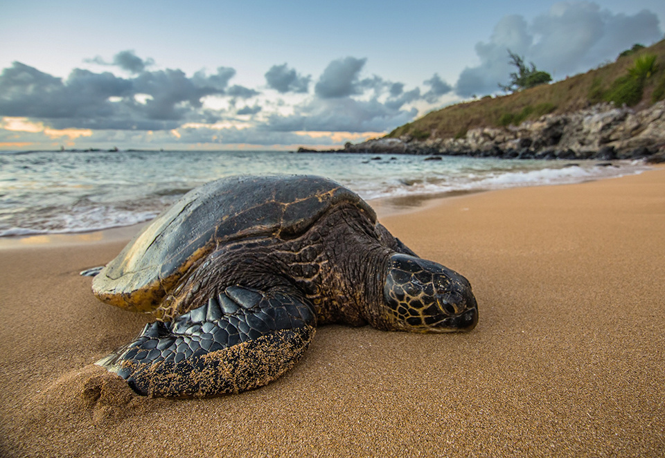 Top Things to Do on Maui Image