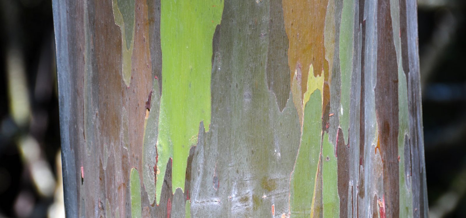 Painted Bark Eucalyptus Trees Maui Hawaii Painted Bark Eucalyptus Trees Photo Gallery