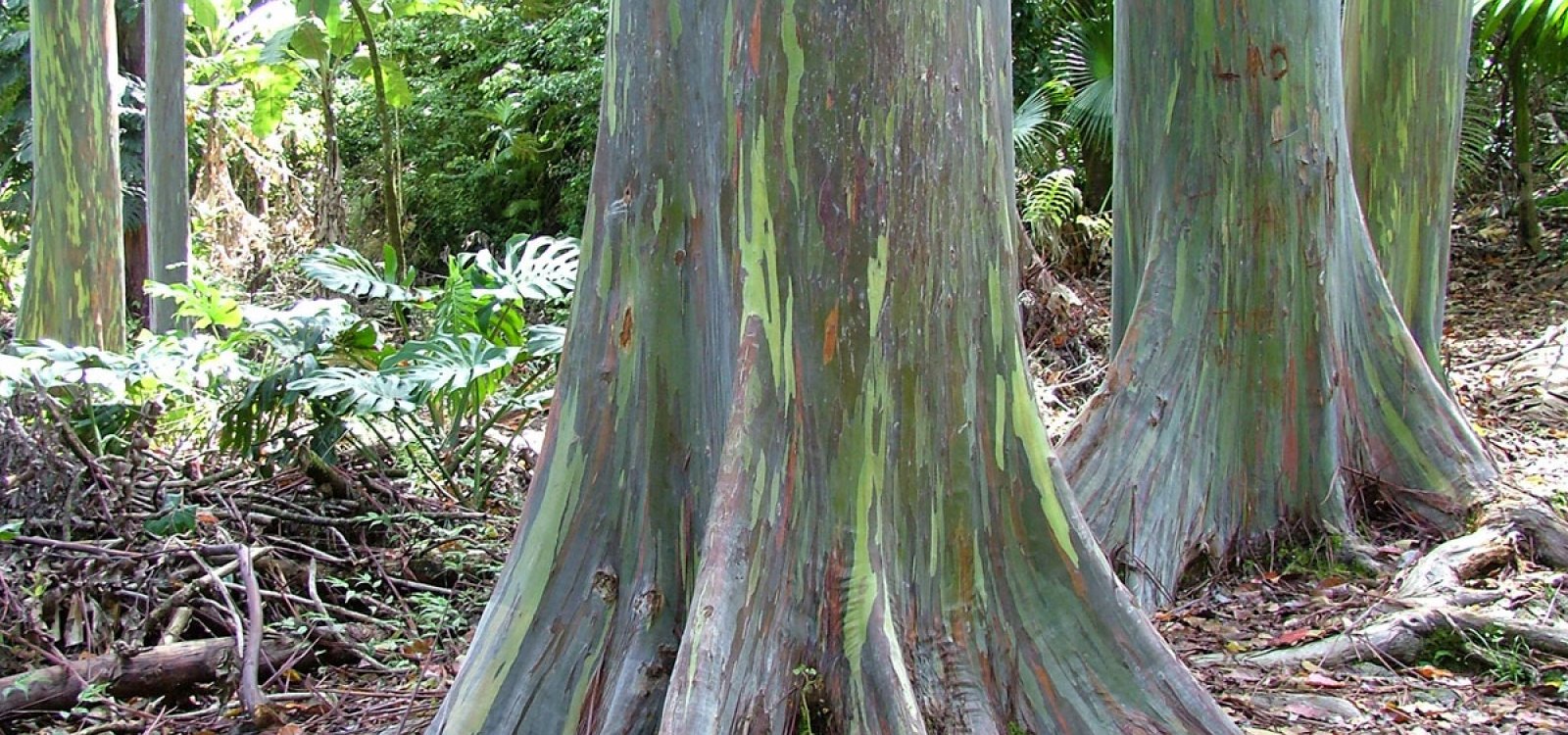 Painted Bark Eucalyptus Trees Maui Hawaii Painted Bark Eucalyptus Trees Photo Gallery