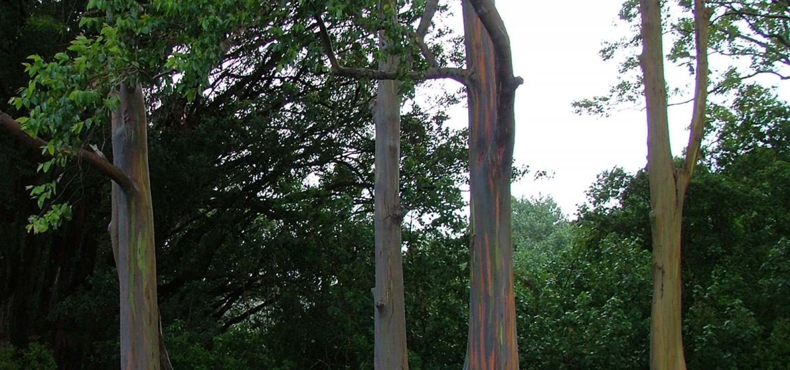 Painted Bark Eucalyptus Trees Maui Hawaii Painted Bark Eucalyptus Trees Photo Gallery