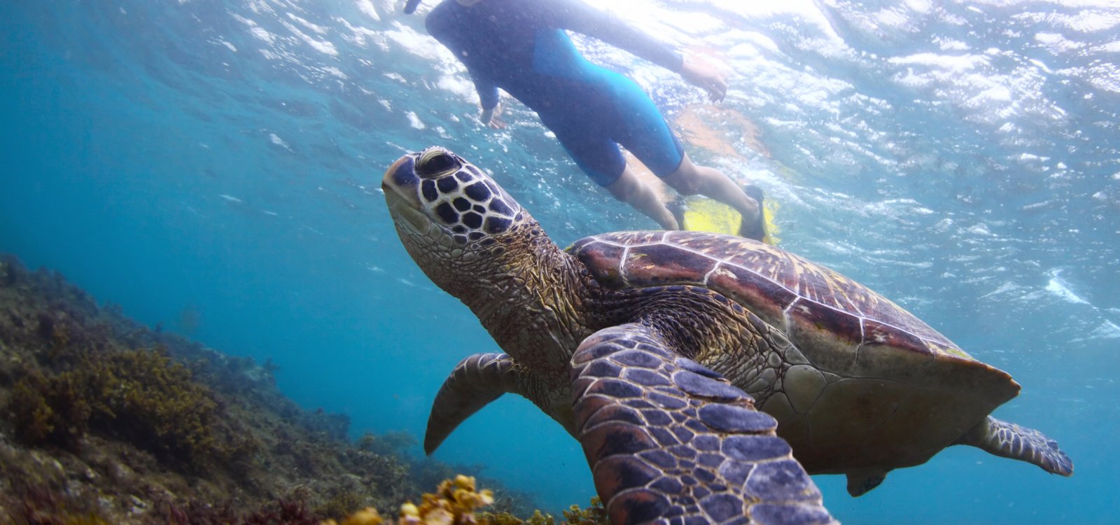 Turtle Town Maui Maui Hawaii
