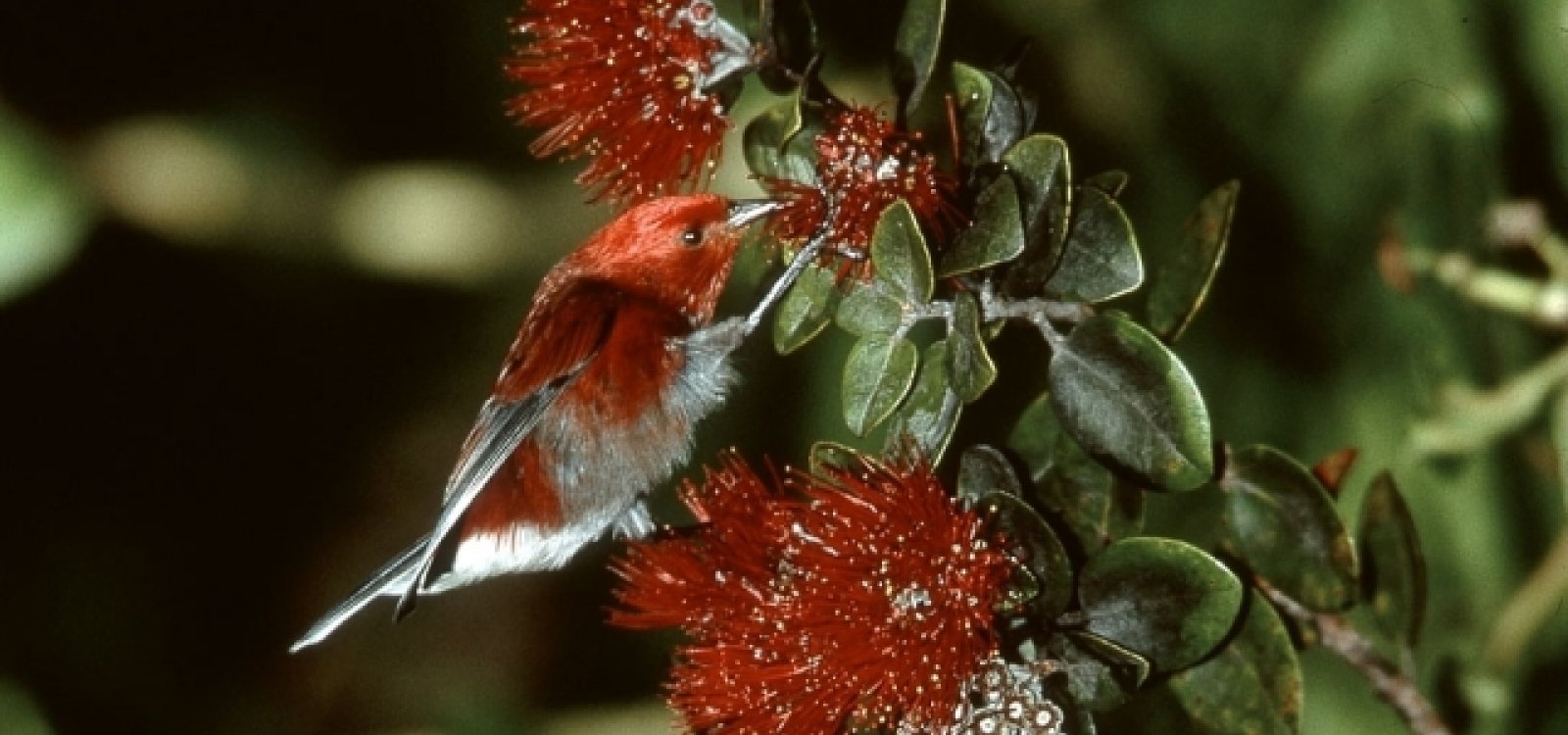 Hawaii Birding Tours Big Island Hawaii Birding Tours Big Island