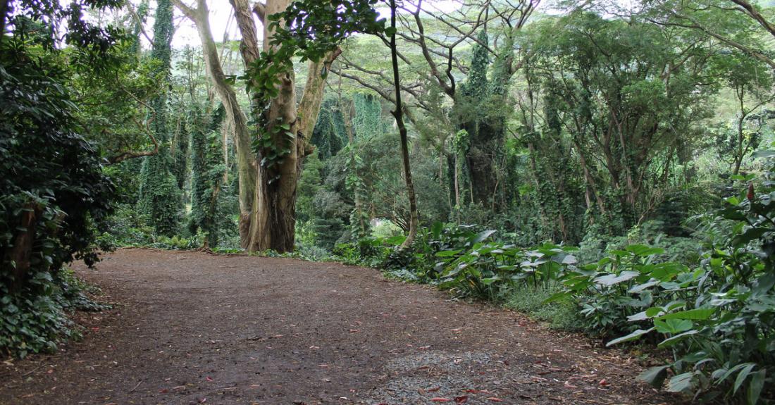 Follow the lovely path to Manoa Falls