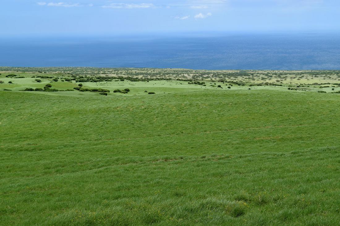 Parker Ranch in Waimea