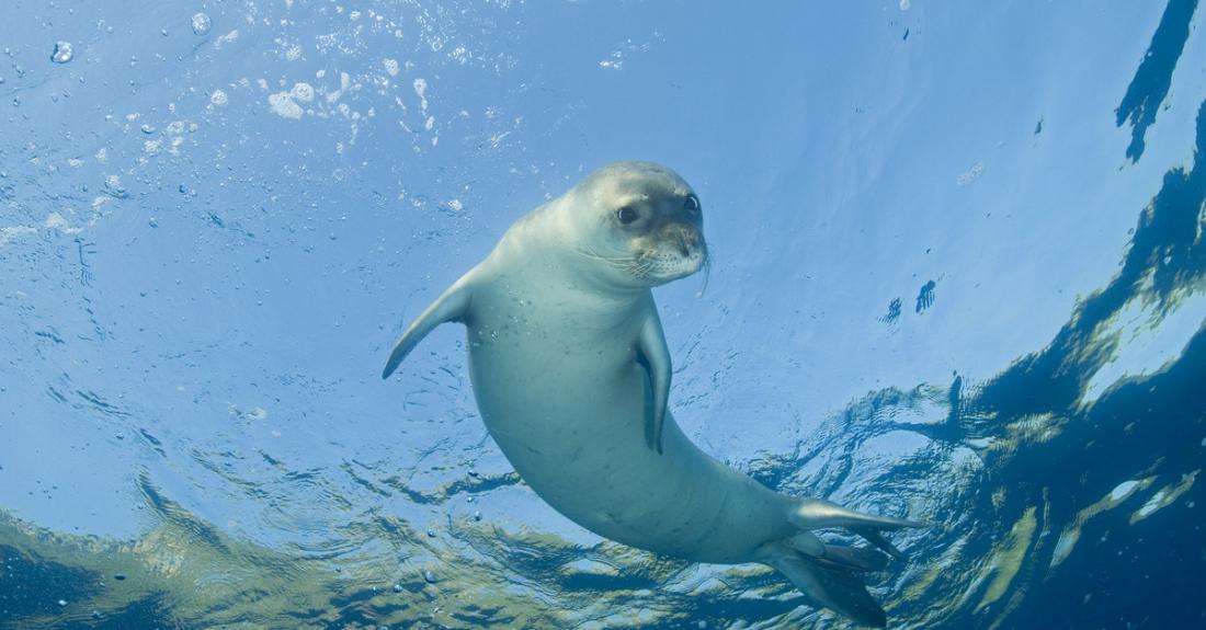 Check out Waikiki Aquarium