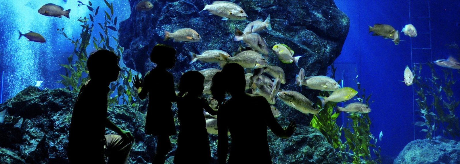 ● Waikiki Aquarium