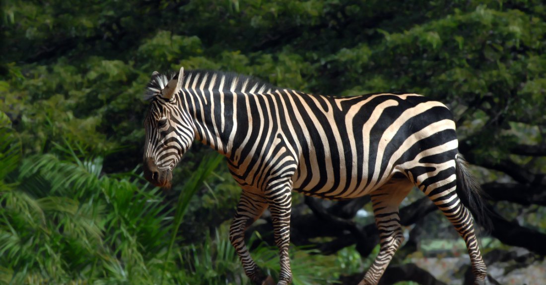 The Honolulu Zoo is the perfect family-friendly activity